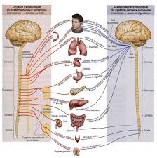 constitution de notre cerveau constitution de notre cerveau