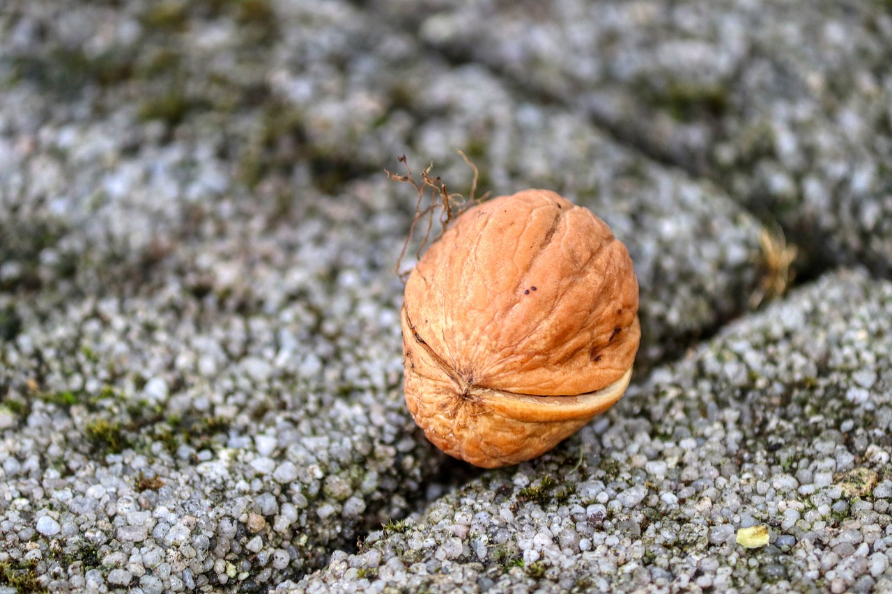 La noix de Grenoble, riche en histamine